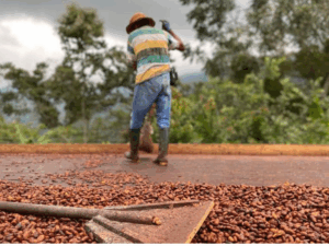 PLAN EXPERIENCIA DEL CACAO SAN VICENTE