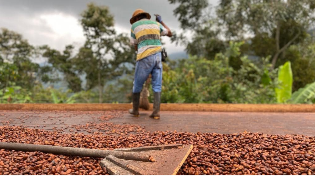 PLAN EXPERIENCIA DEL CACAO SAN VICENTE