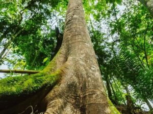 EL REMANSO - EXPERIENCIA TIERRA