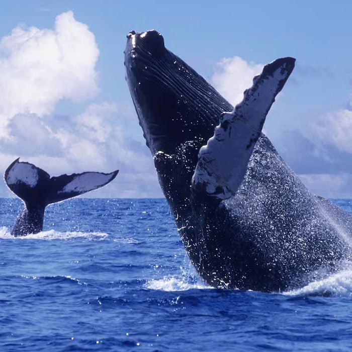 AVISTAMIENTO DE BALLENAS PIANGUITA