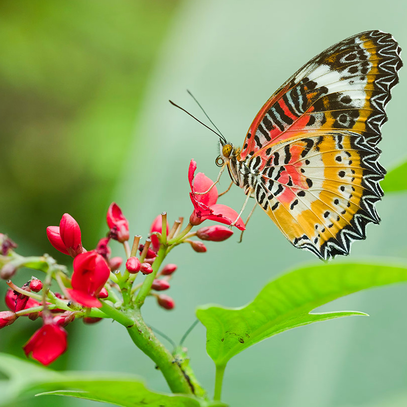 MARIPOSARIO - CALARCÁ - Imagen 2