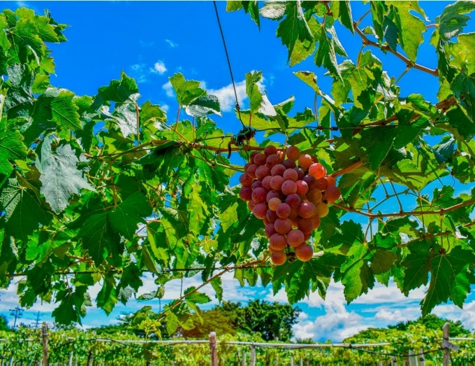 PARQUE NACIONAL DE LA UVA