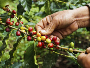 PROCESO DEL CAFÉ EN NEIRA
