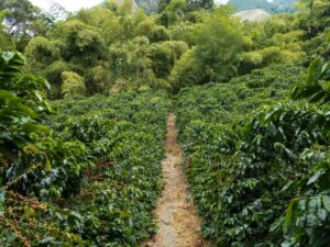 RUTA DEL PAISAJE CULTURAL CAFETERO CHINCHINÁ