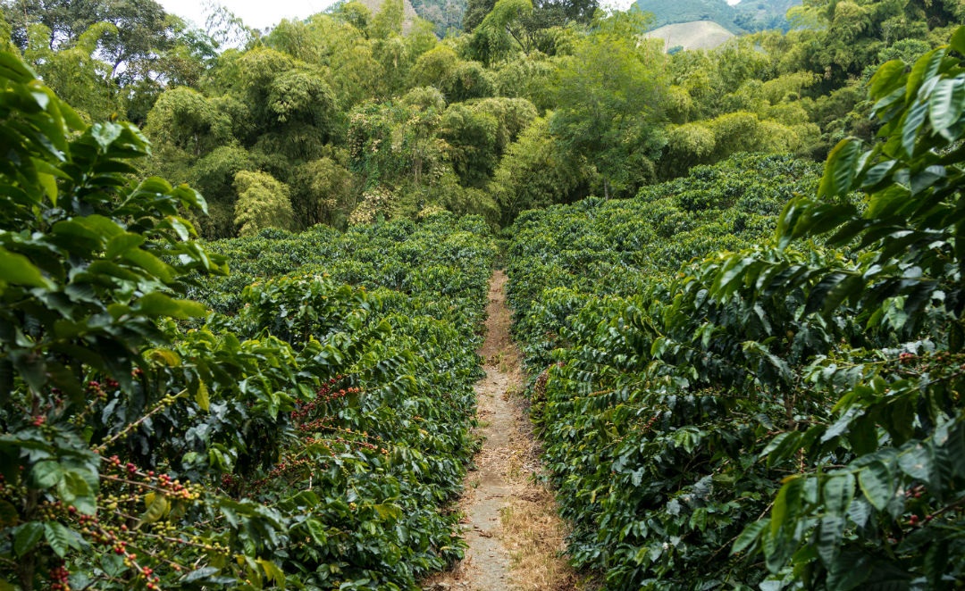 RUTA DEL PAISAJE CULTURAL CAFETERO CHINCHINÁ