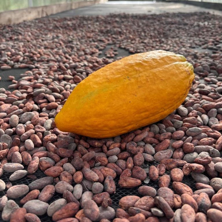 TOUR CACAO + INMERSION CHOCOLATE + 5 MARAVILLAS (1 NOCHE)