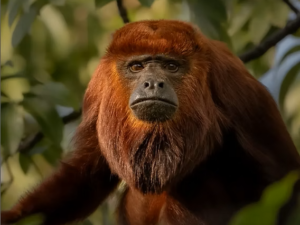 RUTA YARUMAL - MONO AULLADOR