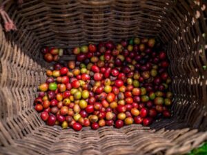 COFFE TOUR SAN SEBASTIAN DE PALMITAS